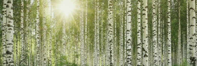 KÄÄPÄ Forest