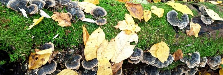 Turkey tail mushroom