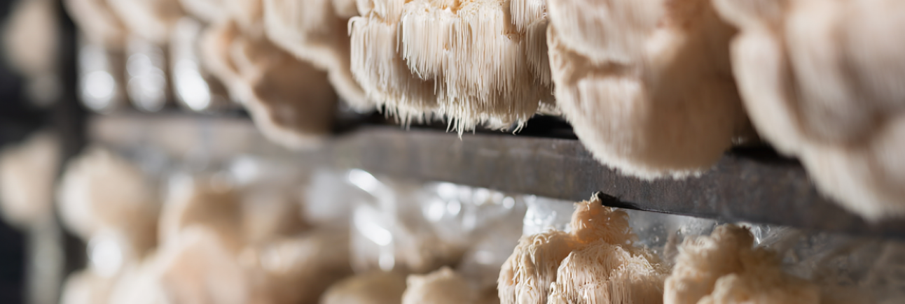 kaapa_biotech_lions_mane (1)