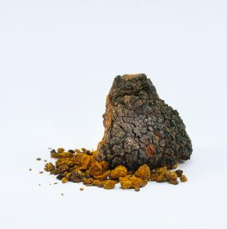 chaga (1)
