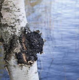 chaga (1)