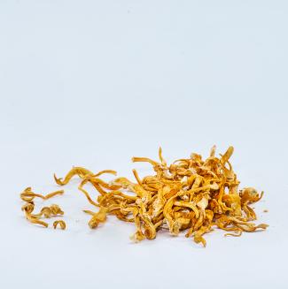 cordyceps