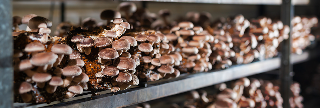 nimeton_malli_2_0 (1)