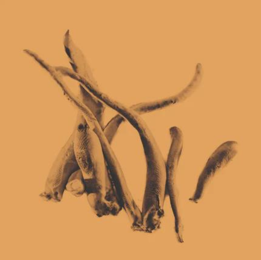 KÄÄPÄ Biotech Cordyceps