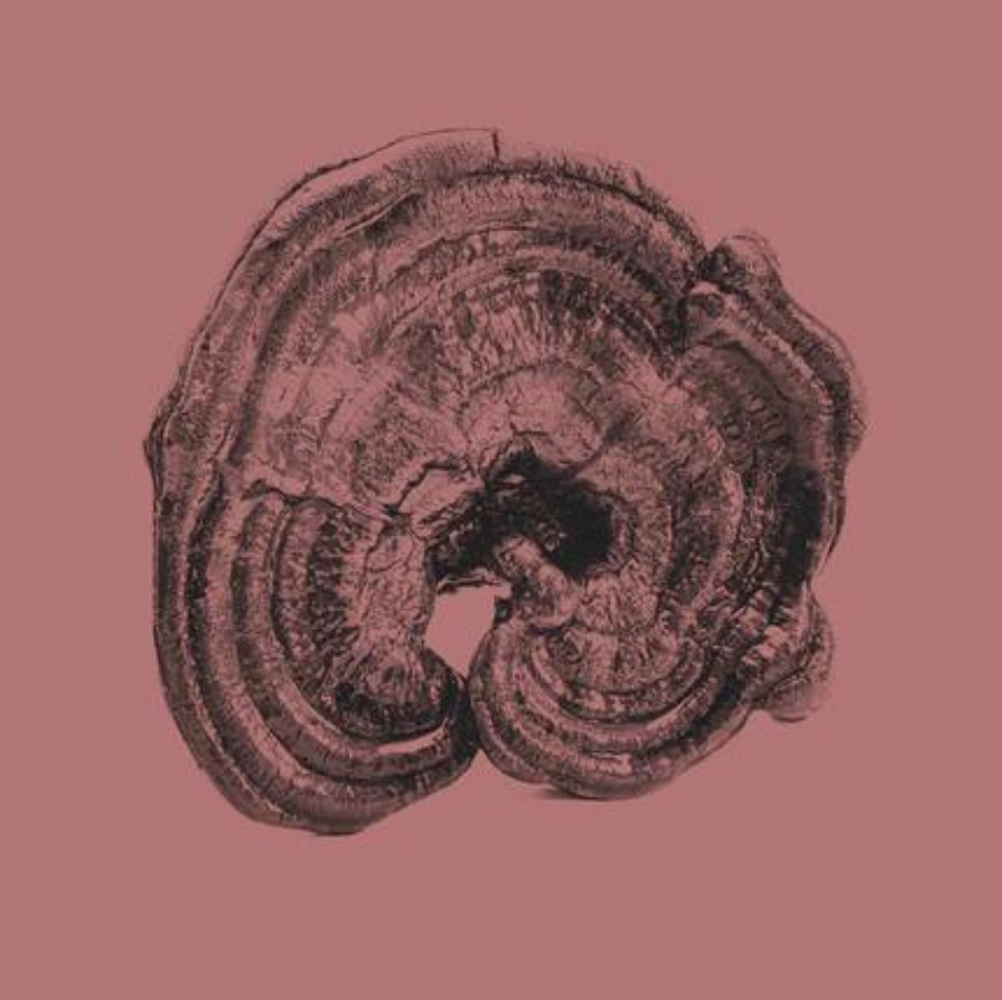 KÄÄPÄ Biotech Reishi