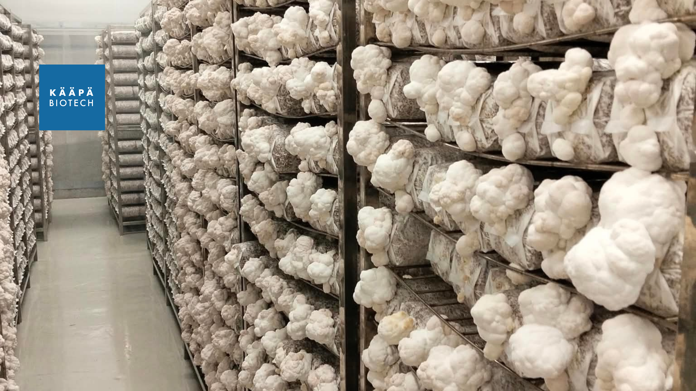 Lion's Mane KÄÄPÄ Biotech